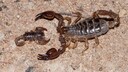 Kleines und großes Exemplar von Skorpionen in Australien