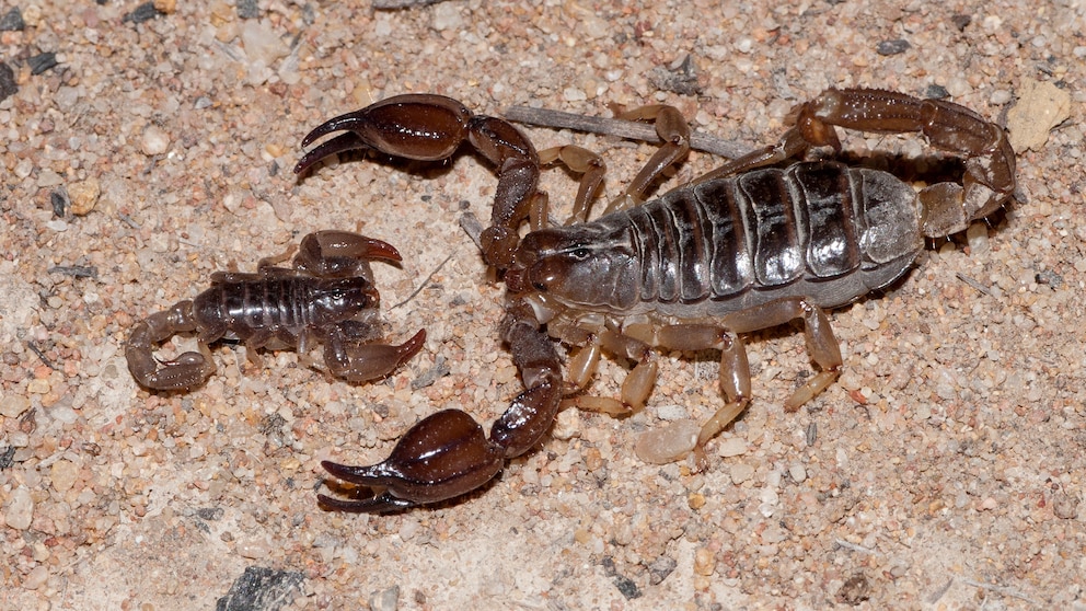 Kleines und großes Exemplar von Skorpionen in Australien