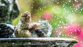 Ein Spatz planscht in einer Vogeltränke im Garten