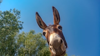 Esel gehören zur Familie der Pferde, ihr Image hängt dem der Pferde vielerorts jedoch um einiges nach und das unbegründet