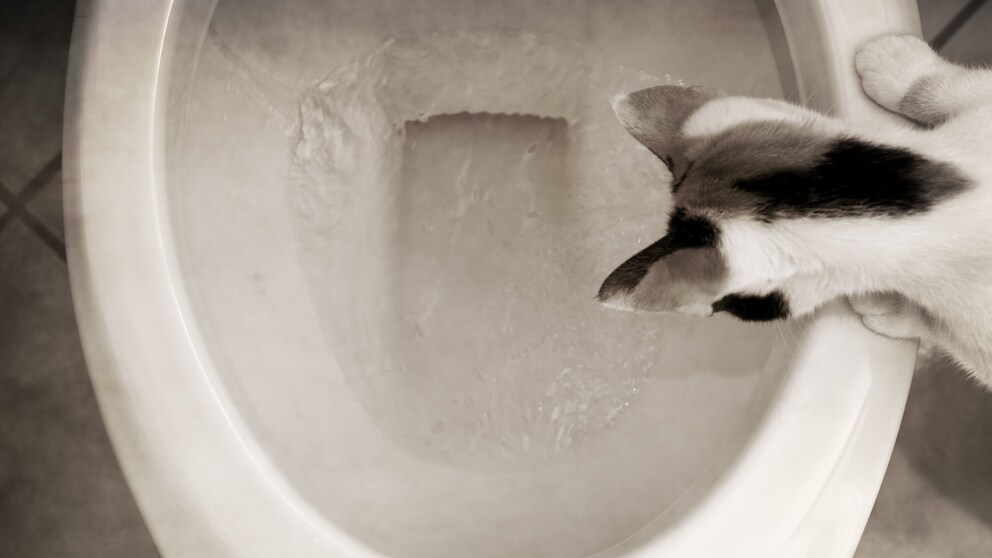 Katze schaut interessiert in die Toilette