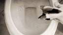 Katze schaut interessiert in die Toilette