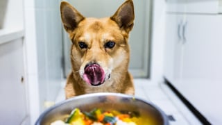 Hund bekommt großen Napf mit Futter und leckt sich über die Schnauze