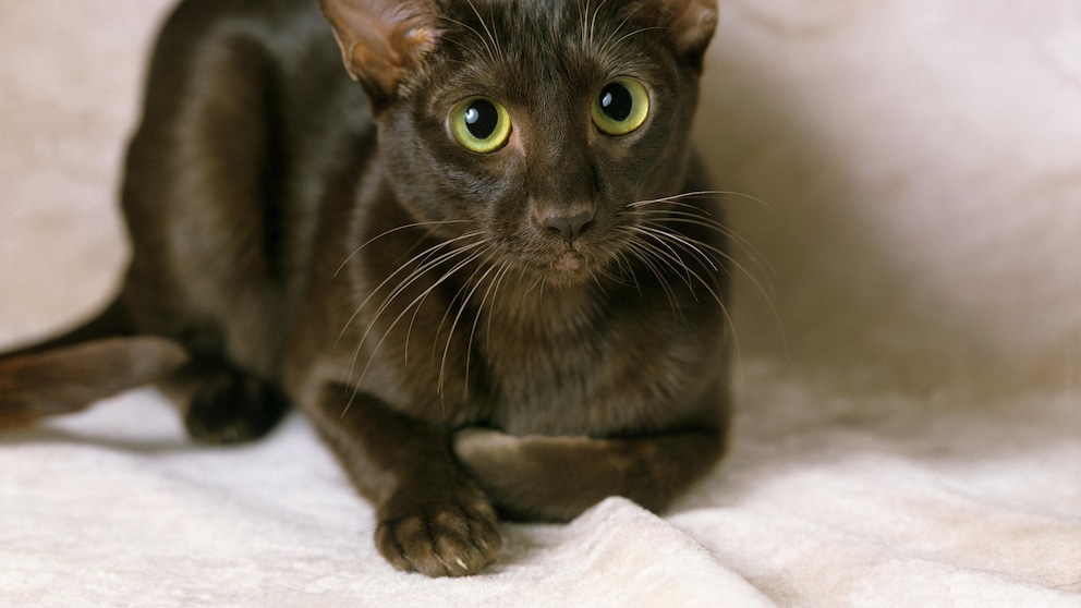 Die braune Havanna Katze