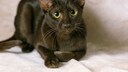 Die braune Havanna Katze