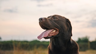 Nahaufnahme eines Hundes, der hechelt