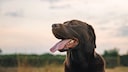 Nahaufnahme eines Hundes, der hechelt