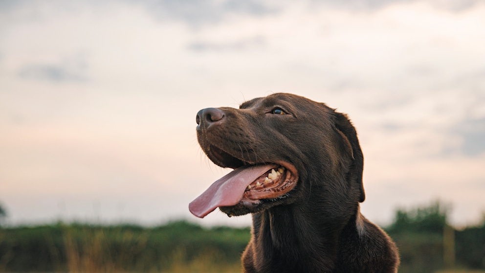 Nahaufnahme eines Hundes, der hechelt