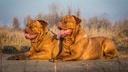 Zwei Bordeaux Doggen sitzend auf einem Feld