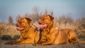 Zwei Bordeaux Doggen sitzend auf einem Feld
