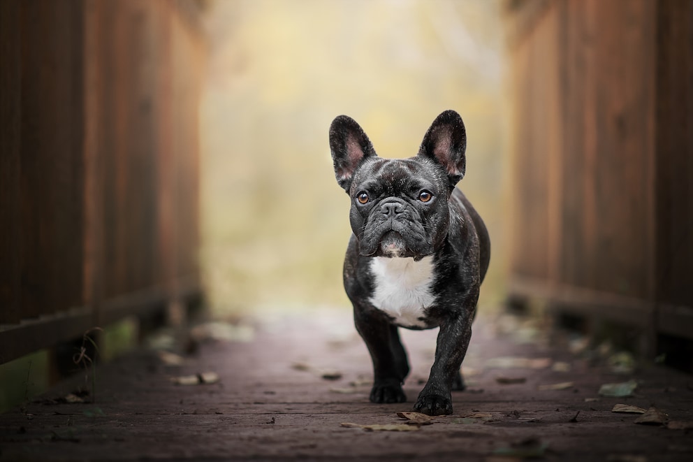 Hundepension lässt Bulldogge einfach einäschern - PETBOOK