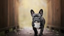 Portr&auml;t einer Franz&ouml;sischen Bulldogge auf einem Weg