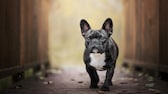 Porträt einer Französischen Bulldogge auf einem Weg
