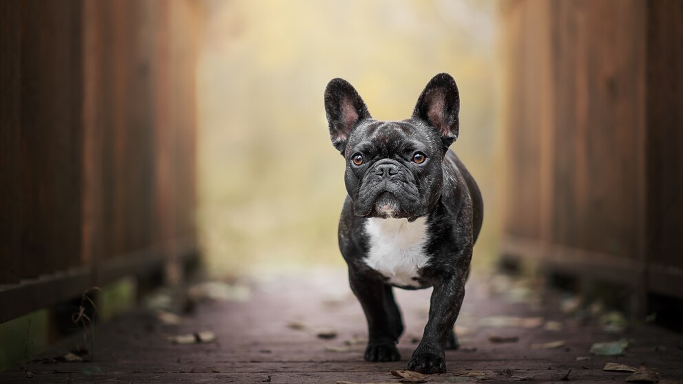 Porträt einer Französischen Bulldogge auf einem Weg