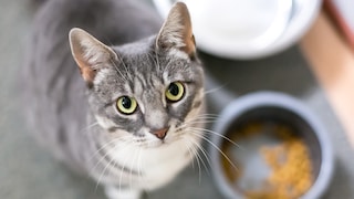 Eine Katze steht neben ihrem Napf, in dem am Rand noch Futter ist