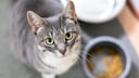 Eine Katze steht neben ihrem Napf, in dem am Rand noch Futter ist