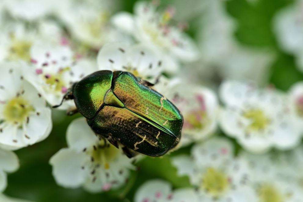 9 auffällige Käfer im Garten und wie man sie erkennt - PETBOOK