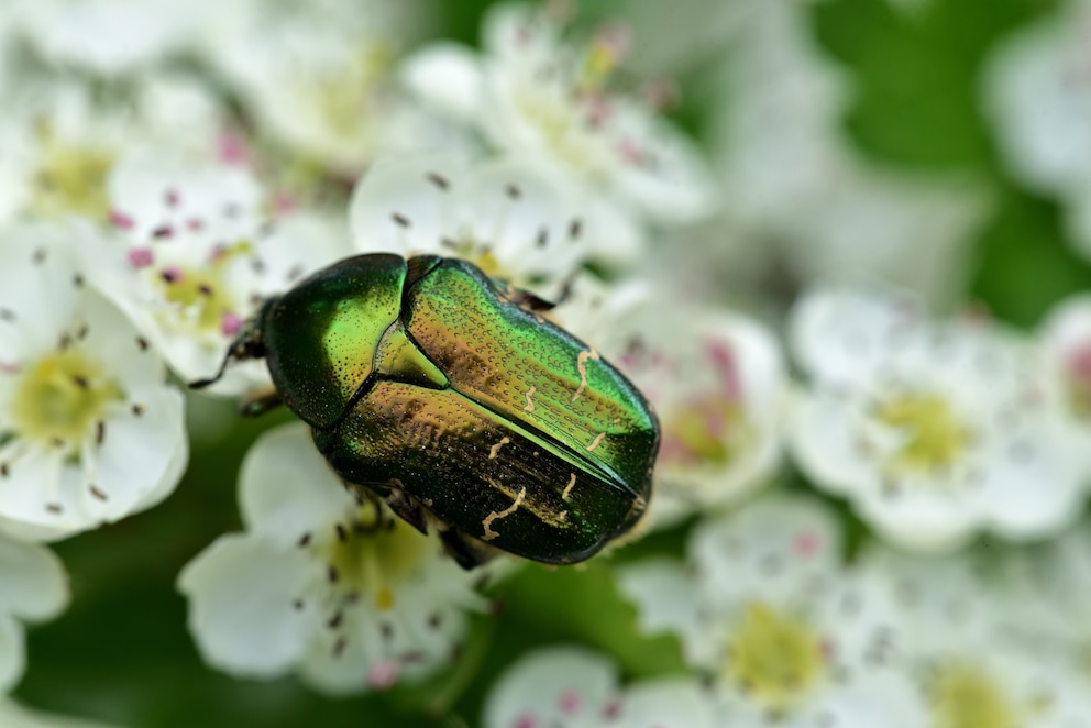 Goldglänzender Rosenkäfer (Cetonia aurata) auf blühendem Baum