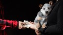 Verkauf von einem Hundewelpen gegen Bargeld