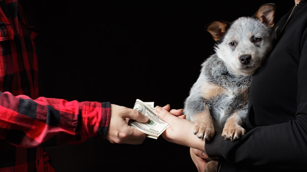 Verkauf von einem Hundewelpen gegen Bargeld