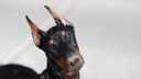Damit der Dobermann gef&auml;hrlicher aussieht, werden denTieren ein Teil der H&auml;ngeohen einfach abgeschnitten, damit sie spitz nach oben stehen. Ist das Kupieren von Hunden, wie diese Praxis genannt wird, erlaubt?