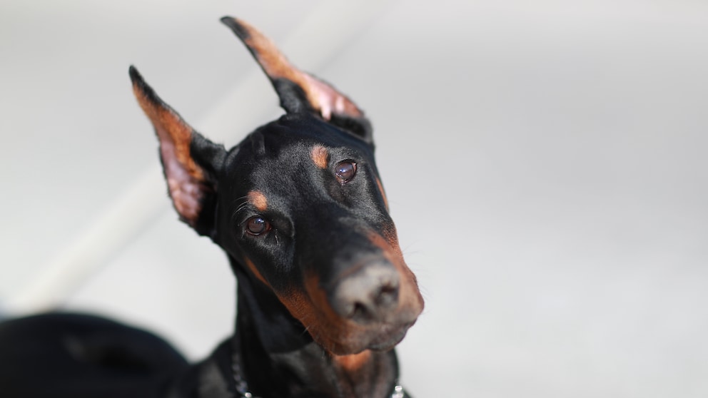 Damit der Dobermann gefährlicher aussieht, werden denTieren ein Teil der Hängeohen einfach abgeschnitten, damit sie spitz nach oben stehen. Ist das Kupieren von Hunden, wie diese Praxis genannt wird, erlaubt?