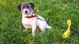 Halter, die ihrem Hund eine gelbe Schleife anlegen, möchten Mitmenschen damit ausdrücklich etwas mitteilen