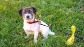 Halter, die ihrem Hund eine gelbe Schleife anlegen, möchten Mitmenschen damit ausdrücklich etwas mitteilen