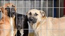 Hunde sitzen im Tierheim in einem Zwinger