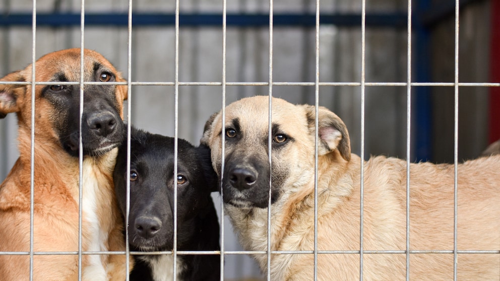 Hunde sitzen im Tierheim in einem Zwinger