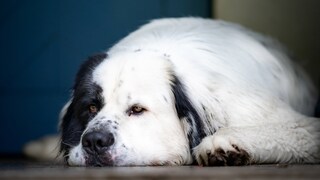 Ein Hund mit Staupe zeigt einige Symptome, auf die Halter achten sollten