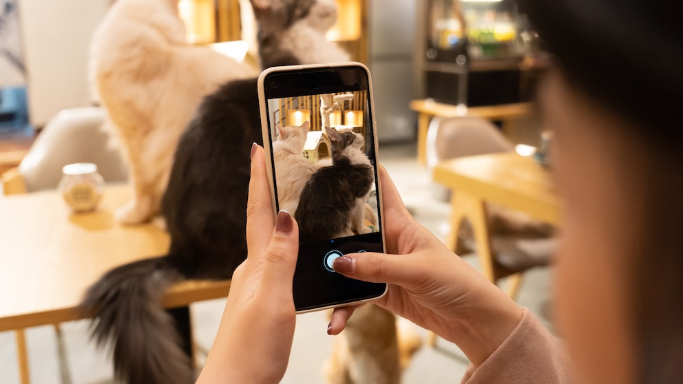 Frau mach ein Foto mit ihrem Smartphone von ihren beiden Katzen