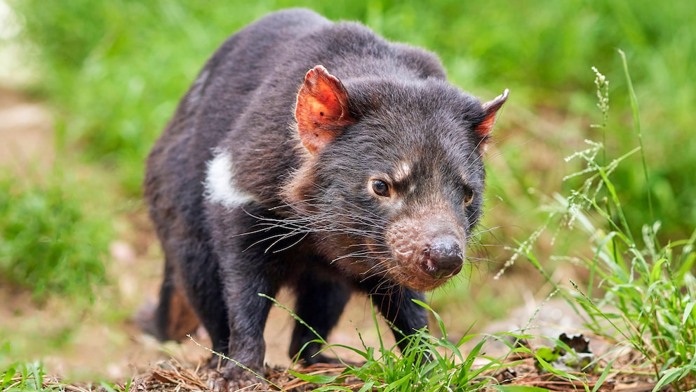 Ein Tasmanischer Teufel läuft über einen Rasen