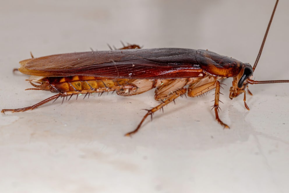 Close-up of an adult American cockroach (Periplaneta americana)