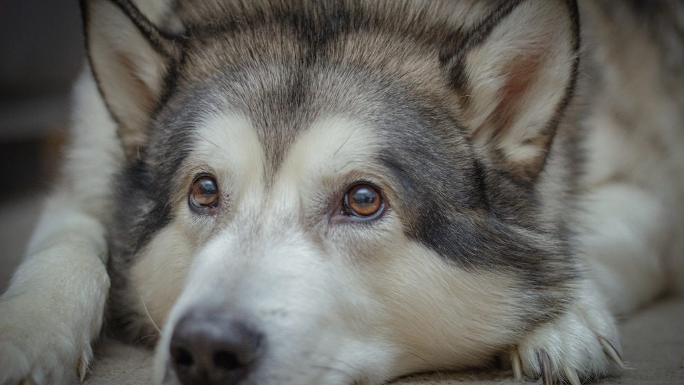 Das Schmerzempfinden von Hunden ist rassespezifisch ausgeprägt. Besonders Tierärzte sind sich bei der Einordnung einig, doch beim Sibirischen Husky, hier abgebildet, liegen sie nicht ganz richtig, wie eine Studie zeigt