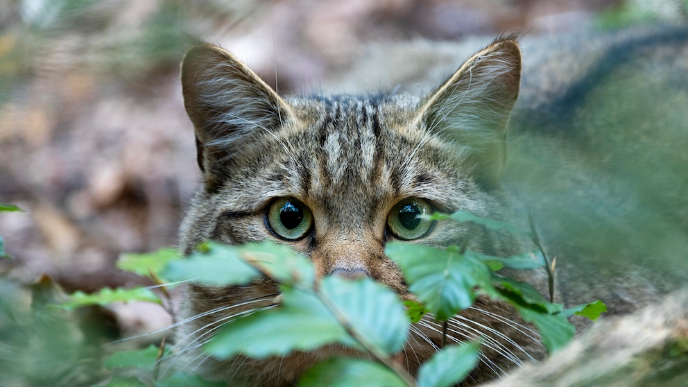 Eine Europäische Wildkatze schaut zwischen Blättern hindurch