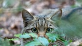 Eine Europäische Wildkatze schaut zwischen Blättern hindurch