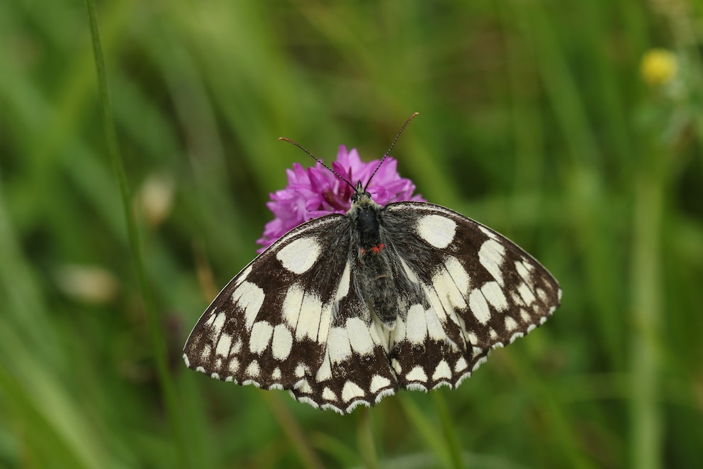 Ein weiterer Schmetterling, den man im Sommer antrifft, ist das Schachbrett, mit seiner auffälligen Markierung