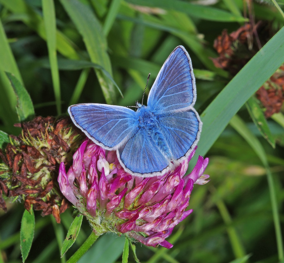 Der gemeine Bläuling fällt unter den anderen Schmetterlingen im Sommer aufgrund seiner blauen Flügel auf