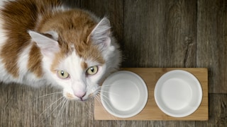 Wenn das Katzenfutter überraschend leer ist, lässt sich eine gesunde Mahlzeit unkompliziert zubereiten