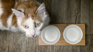 Wenn das Katzenfutter überraschend leer ist, lässt sich eine gesunde Mahlzeit unkompliziert zubereiten