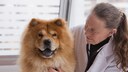 Eine &Auml;rztin untersucht einen Chow-Chow.