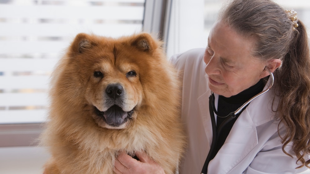 Eine Ärztin untersucht einen Chow-Chow.