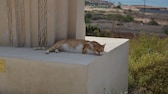 Zypern wird auch die „Insel der Katzen genannt“ – doch ein massiver Ausbruch eines mutierten Corona-Virus hat bereits 300.000 Tiere getötet