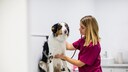 Ein Aussie wird beim Tierarzt untersucht