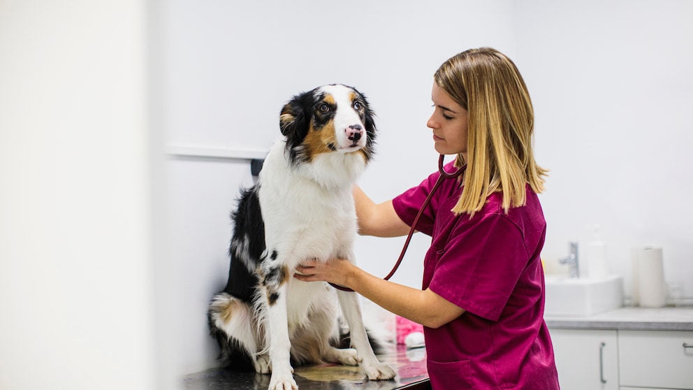 Ein Aussie wird beim Tierarzt untersucht