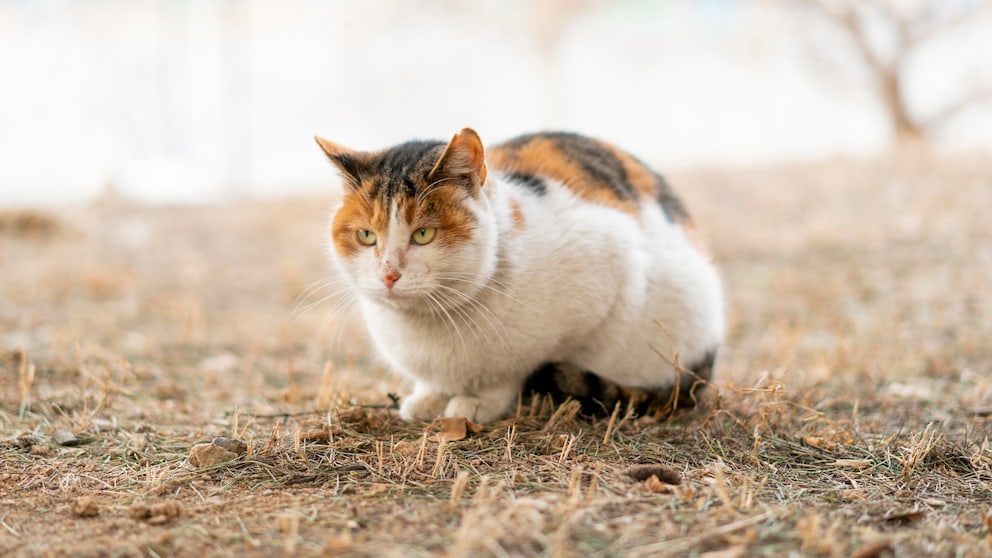 Nahaufnahme einer Streunerkatze auf einer verdorrten Rasenfläche