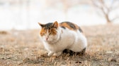 Nahaufnahme einer Streunerkatze auf einer verdorrten Rasenfläche