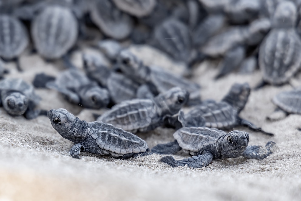 Kleine Schildkröten schlüpfen zu hunderten am Strand