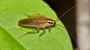 Deutsche Schabe (Blattella germanica) auf einem Blatt sitzend